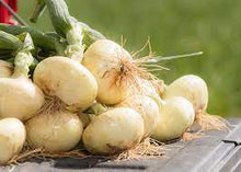 Load image into Gallery viewer, Vidalia Sweet Onions--25lb. bag (Available for pick up b/t April 28th-May 12th, 2024)
