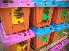 Load image into Gallery viewer, 5-Frame Nuc w/ Established Queen--Pick up in Sullivan, WI