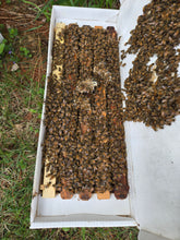 Load image into Gallery viewer, 5-Frame Nuc w/ Established Queen--Pick up in Sullivan, WI
